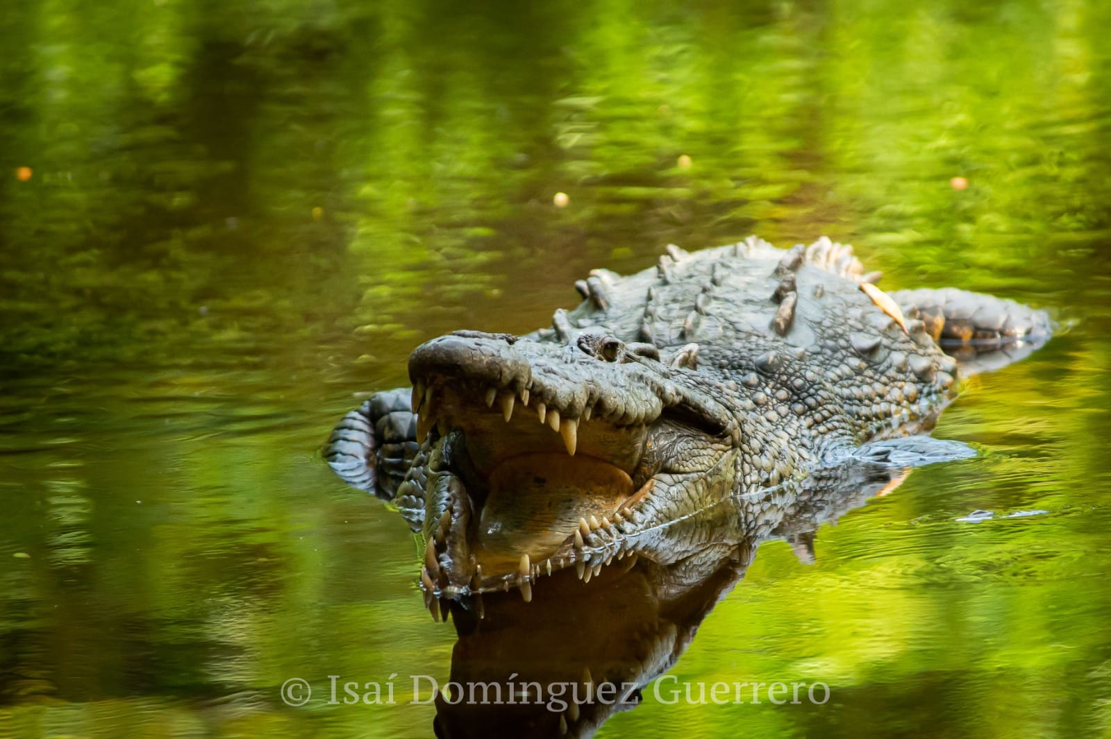 🐊 Día Nacional del Cocodrilo 2025 en Ventanilla, Tonameca